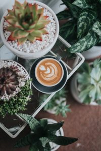 kava-medzi-rastlinami